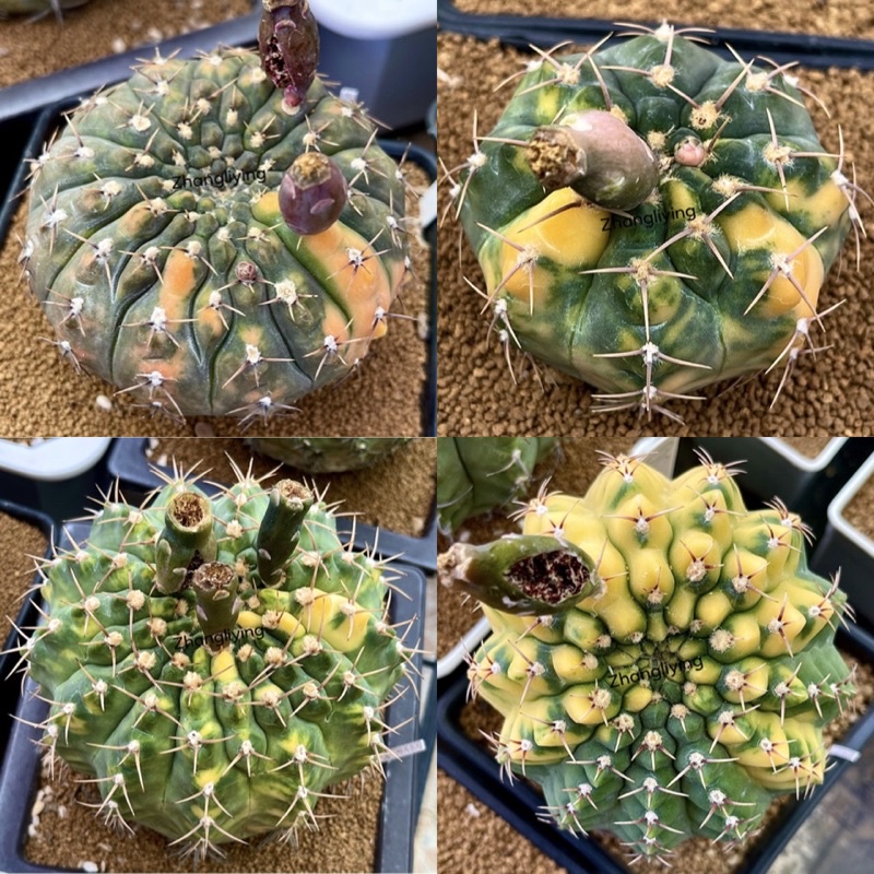 Gymnocalycium Ochoterenae ssp. ด่าง