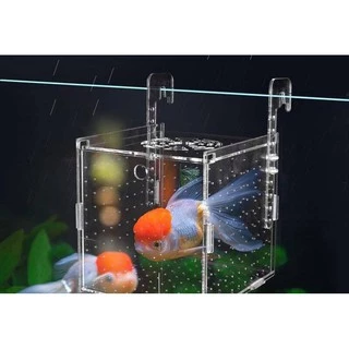 (พร้อมส่ง) กล่องแยกปลาอะคริลิค ใช้แยกปลา กุ้ง ลูกปลา ปลาป่วยในตู้ปลา Acrylic Breeding Box
