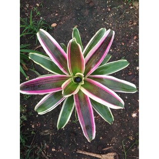 Neo Rafael #ต้นสับประรดสี#bromeliad# ต้นไม้สวยงาม# ไม้ประดับ# ตกแต่งสวน# ปลูกตกแต่งบ้าน# ไม้มงคล