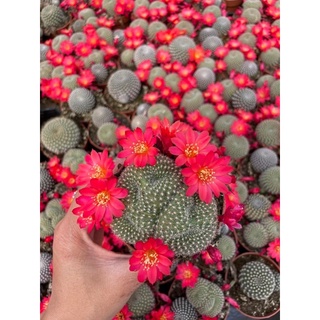 rebutia cristata รีบูเทียคริสตาต้า