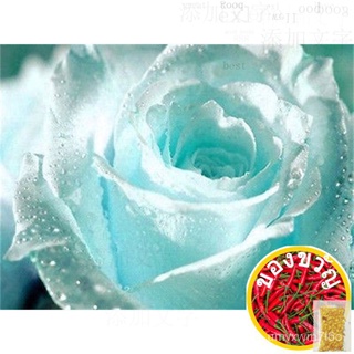 Msia Ready StockLight Blue Rose Flower Seeds Home Garden Exotic Rare Plant Ros Biru Muda Approx. 50 Seedsเด็ก/ผักกาดหอม