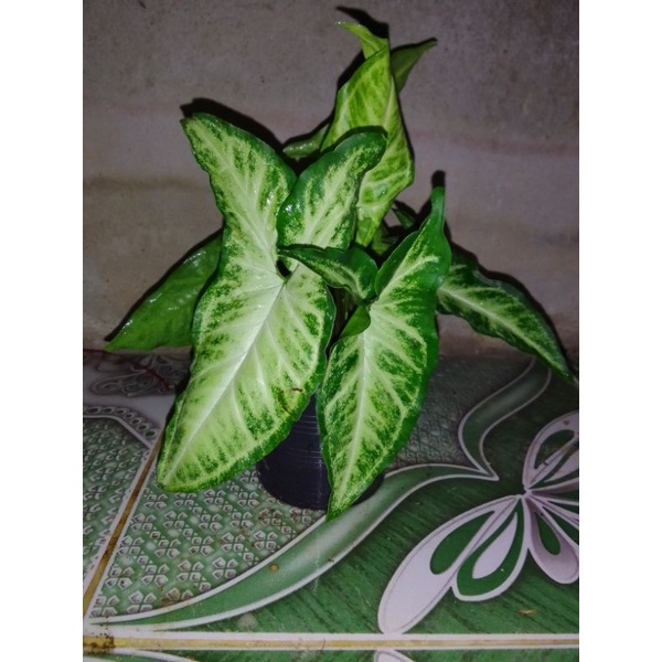 ต้นเงินไหลมา ขายแบบกิ่งหรือห่อราก