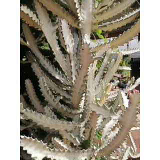 ต้นกระบองเพชร ยูโฟเบีย แลคเทีย ไวท์โกส (Euphorbia Lactea White Ghost) กิ่งตัดสด ขนาด 15 ซม. ( แคคตัส กระบองเพชร)