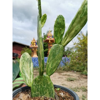 เสมาด่าง ตัดสด1ใบ เสมา โอพัน​เทีย​ด่าง โอพันเทีย ไม้ด่าง ใบด่าง ไม้ใบ Cactus  แคคตัส กระบองเพชร ราคาถูก​