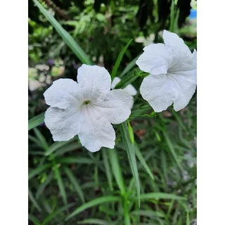 เมล็ดดอกไม้ เมล็ดฟ้าประทานพรสีขาว 100 เมล็ด ต้อยติ่งเทศ ต้อยติ่งฝรั่ง สีขาว