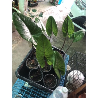 Alocasia Plumbea nigra เป็นบอนกระดาษดำที่มีถิ่นกำเนิดในประเทศอินโดนีเซีย