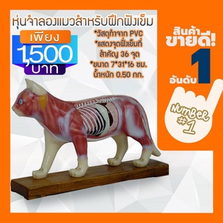 Anatomy model: NK- 605 หุ่นจำลองแมวสำหรับฝึกฝังเข็ม