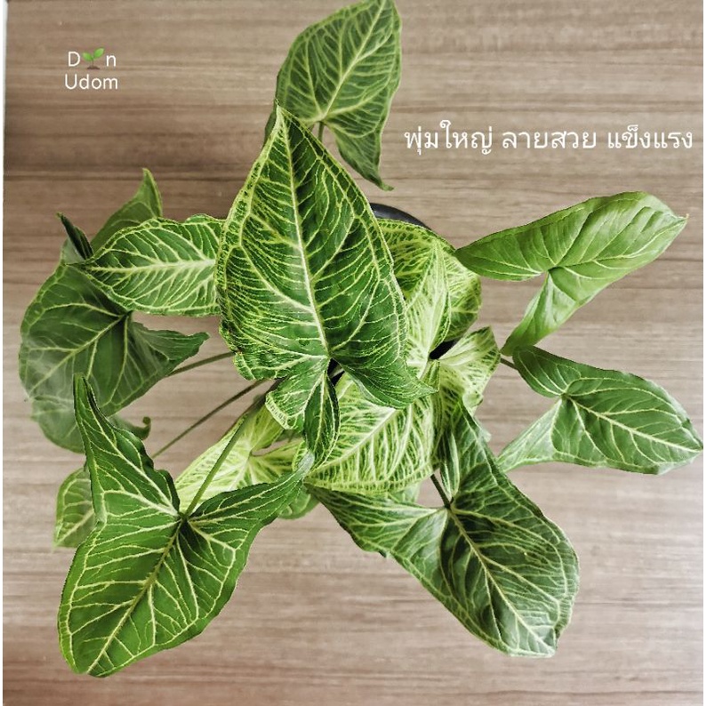 ออมลายกนก Syngonium Batik เงินไหลมาลายกนก ออมกนกลายไทย ไม้ประดับตกแต่ง ...