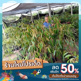 ต้นทุเรียนภูเขาไฟ เสียบยอดสูง1.2-1.5เมตร(ช่วงลดราคาปกติ550เหลือเพียง450)