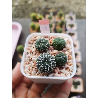 ยกเซตแอสโตรลูกวีเหมาๆ 🌵🌱