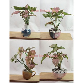 ออมเงิน ออมนาค  ออมชมพูด่าง (Syngonium)  pink spot ต้นไม้สีหวาน เป็นต้นไม้มงคล เรียกโชคลาภ size m