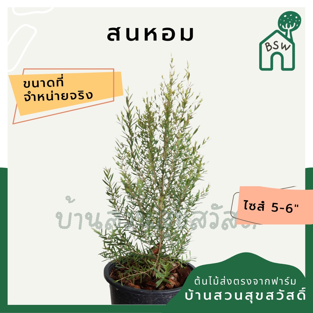 สนหอม สนหอมยอดแดง สนหอมไล่ยุง หลิวหอม ยูคาลิปตัสแคระ
