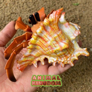 Animal Kingdom - โมเดลสัตว์ ปูเสฉวน ครีมแหลม ขนาด 12.00 CM (จากสงขลา)