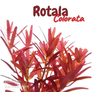 โรทาล่า โคโลราต้า - Rotala Colorata ราชินีสีแดงแห่งโลกไม้น้ำ