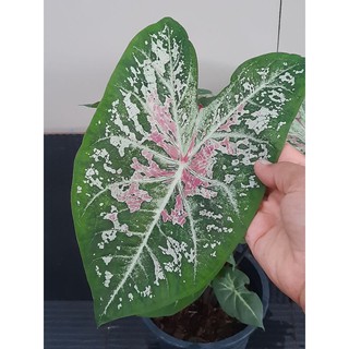 Caladium Pink clound บอนสี กระถาง6นิ้ว กอใหญ่