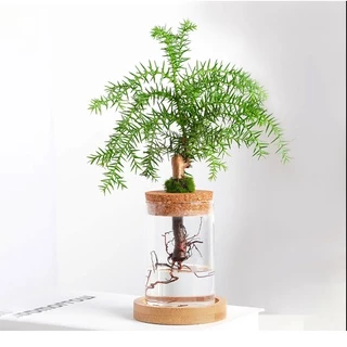 แก้ว borosilicate สูงหม้อดอกไม้ไฮโดรโปนิกส์ขวดแก้วพืชไฮโดรโปนิกส์