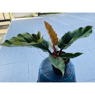 ฟิโลเดนดรอน พิณนาค ล็อตใหม่ฟอร์มสวย (Philodendron caramel marble green)