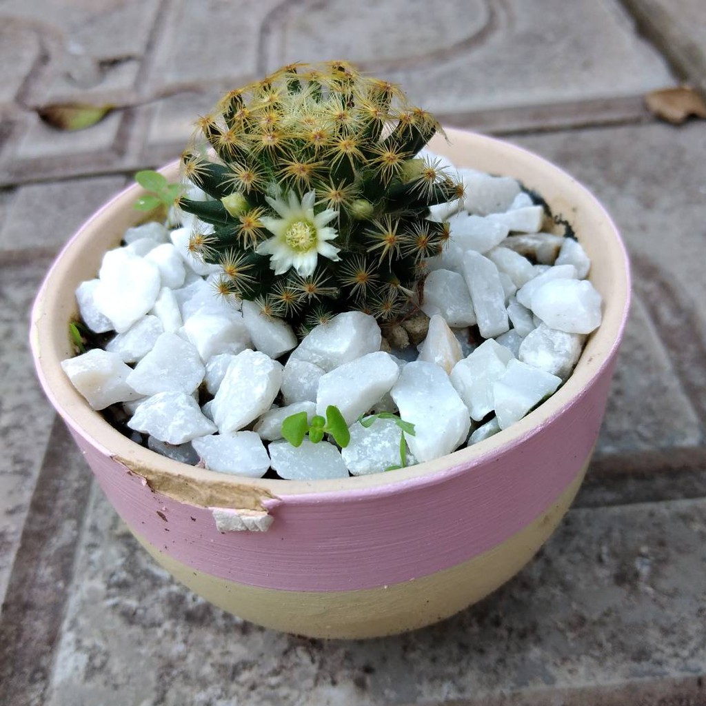 ดินสำหรับปลูกแคคตัสและไม้อวบน้ำ ประกอบด้วย 11 ส่วนผสม ผสมสำเร็จพร้อมปลูก นน. 500 กรัม - รูปที่ 6