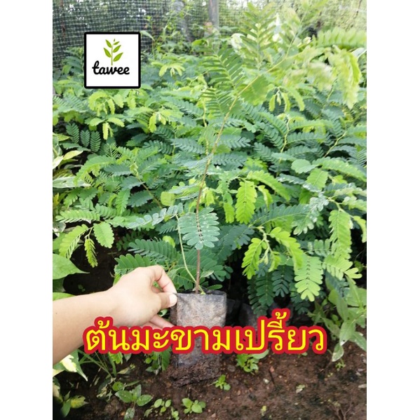 ต้นมะขาม​เปรี้ยว​ เพาะ​เมล็ด​ มะขาม​เปรี้ยว​ต้นไม้​ต้น​มะขาม​เปรี้ยว​ – โปรปัง