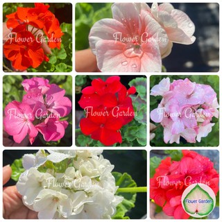 Flower Garden F73 เจอราเนียม GERANIUM  (ส่งติดดอก)มีกลิ่นหอม #ไล่ยุง ไม้ประดับ กระถาง 8 นิ้ว #ไม้ดอก  #น้ำมันหอม