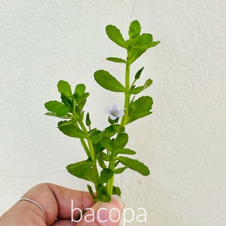 บาโคป้า มอนเนรี่ BACOPA MONNIERI ต้นไม้น้ำมีดอก 1กำ40บาท