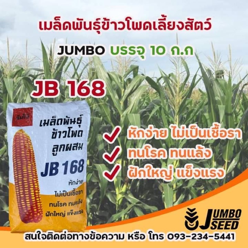 เมล็ดพันธุ์ข้าวโพดเลี้ยงสัตว์ลูกผสมJumbo168ขนาดบรรจุ10กิโลกรับต่อถุง