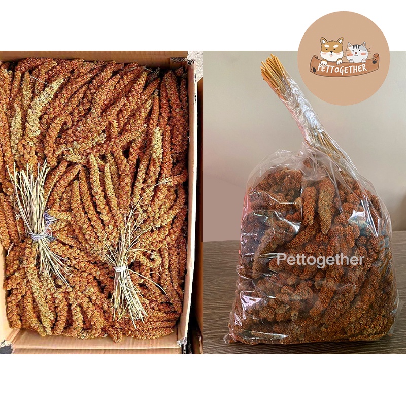 มิลเลตสเปรย์ สีแดง  พืชไขมันต่ำ (มี 2 ขนาด) สำหรับนก,หนูแฮมเตอร์
