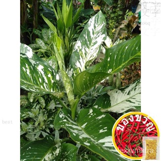 DIEFFENBACHIA  "PUERTO RICO"/LIVE PLANT/(Small-Medium-Big)花园/玫瑰/鲜花/木瓜/种子/通心菜/seeds/生菜/母婴/香菜//กุหลาบ ERU7