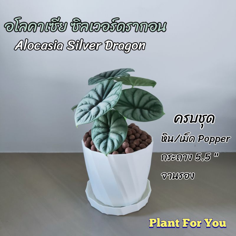 อโลคาเซีย ซิลเวอร์ Alocasia Silver Dragon ครบชุดพร้อมโชว์