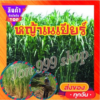 หญ้าเนเปียร์ วัตถุดิบสำคัญที่ใช้ในการทำปศุสัตว์ จัดส่งแบบตัดท่อนไหญ่ยาว( 50ท่อน/แพค)