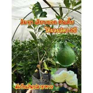 พันธุ์ส้มจุก จะนะพันธ์แท้100% จากแหล่งกำเนิด📌เป็นส้มโบราณ หายาก รสชาติหวาน ไซส์ต้นพันธุ์สูง 40-50 ซม.