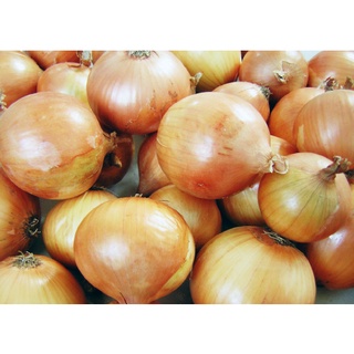 100 เมล็ด เมล็ดหอมหัวใหญ่ สายพันธุ์ หอมใหญ่ คริสติน Allium cepa  Onion seeds