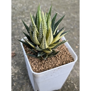 ไม้อวบน้ำ Haworthia Koteki Nishiki ด่างสวยมาก ฟอร์มจะเป็นทรงสูง น่ารักมาก (#แคคตัส #กระบองเพชร #ฮาโวเทีย)