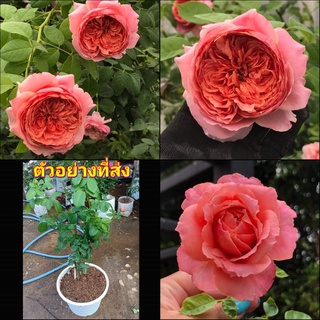 (1ต้น) ดอก ต้น กุหลาบ rose Moulin de la Galette   มูแลง เดลา กาแล็ต buncha