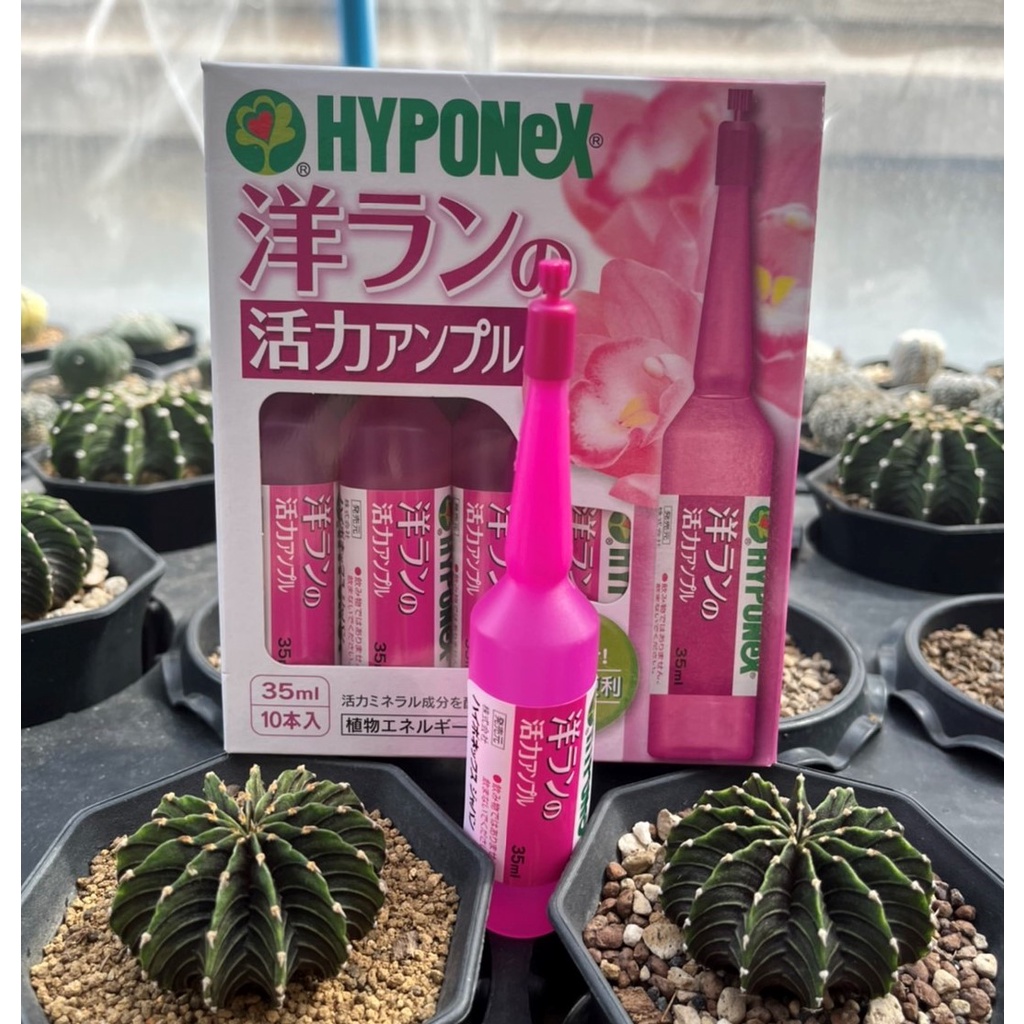 ปุ๋ยปัก ปุ๋ยน้ำ (1 หลอด)HYPONEX AMPOEL ไฮโพเนกซ์ แอมเพิล (สีชมพู) ปุ๋ยน้ำปักกระถาง เสริมสร้างการแตกตาดอก บำรุงดอก เร่งสี