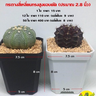 กระถางสี่เหลี่ยมทรงสูงขอบตัด 2.8 นิ้ว