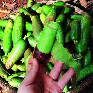 ต้นอโวคาโด้เสียบยอด พันธุ์ไร้เมล็ด เวียดนาม (Seedless Avocado tree) ผลดก หวานมัน