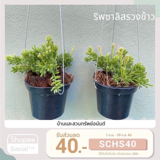 ต้นริพซาลิส รวงข้าว Rhipsalis 🌾 กระถาง 4 นิ้วแขวนลวด 3 ขา