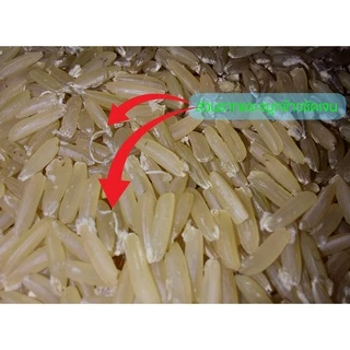 ข้าวฮางกล้องงอก หอมมะลิ105 แพ็คสุญญากาศ ขนาด 1 กก.