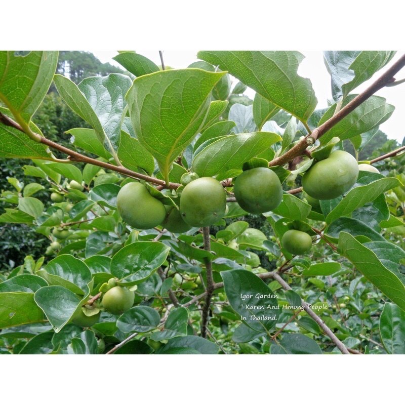 พลับหวาน พันธุ์ ฟูยู่ 🍊✨(กล้าเสียบยอด) กล้าละ 250฿🌿 - รูปที่ 5