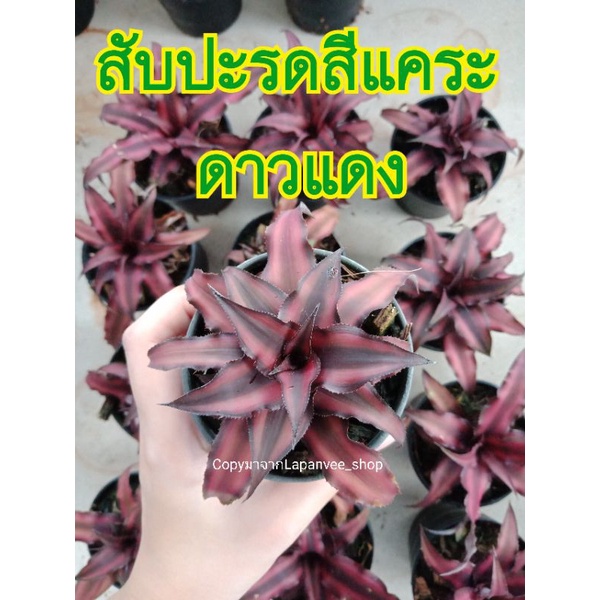 สับปะรดสี แคระ หรือ ดาวแดง/ดาวน้ำตาล/ดาวชมพู มีเก็บปลายทาง