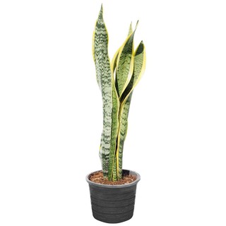 ต้นลิ้นมังกร (ขนาด M) สวนปณีตา SNAKE PLANT PANEETA GARDEN (MEDIUM)