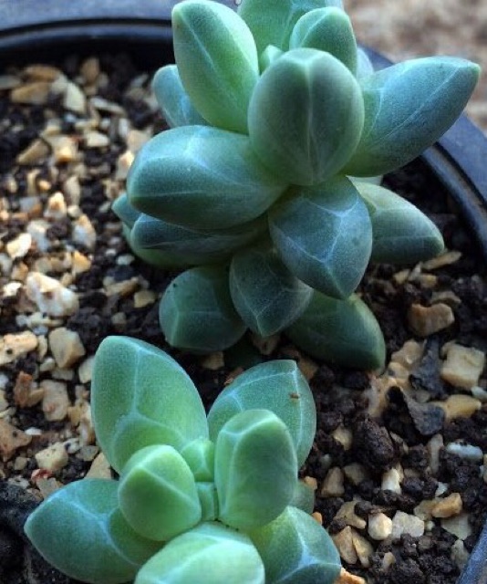 เมล็ดพันธุ์  ไม้อวบน้ำ  (Succulent) บ้านและสวน – โปรปัง