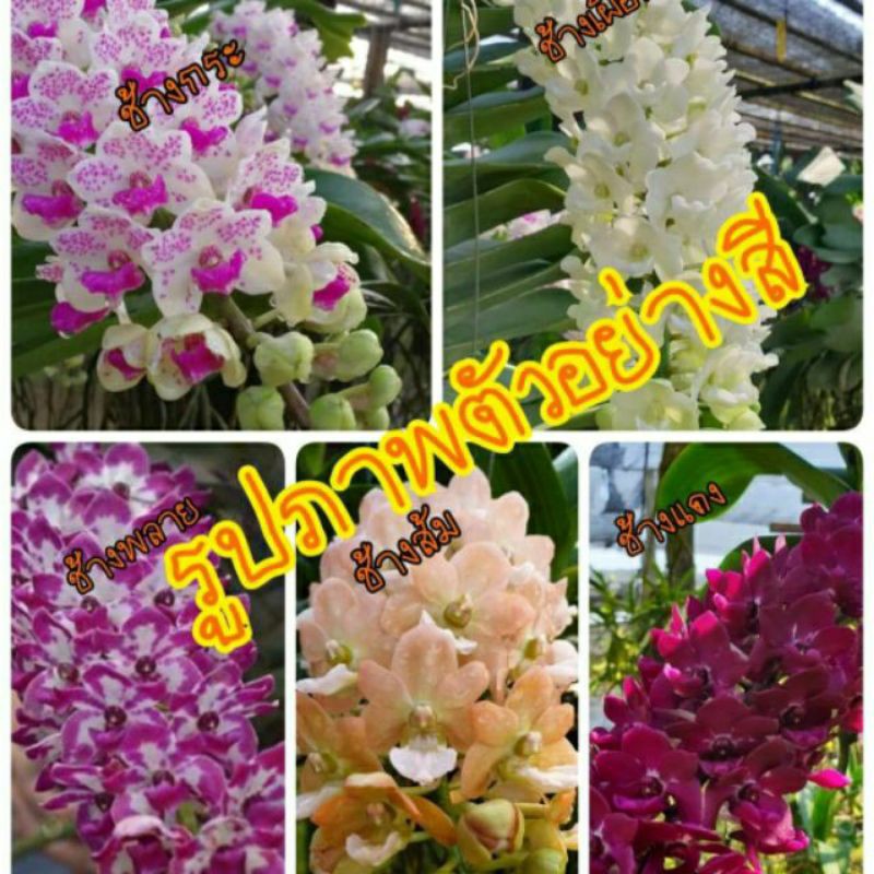 กล้วยไม้ช้างไม้นิ้วปลูกสำเร็จพร้อมกระถางเหลี่ยม 4 นิ้วและลวดแขวน