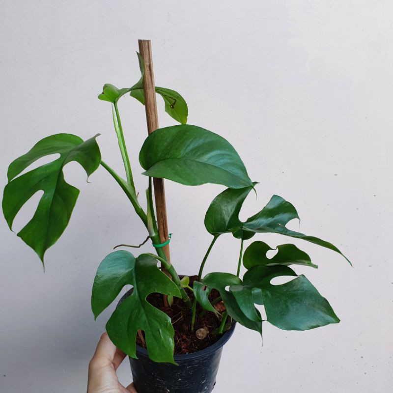 มุมมอง 2