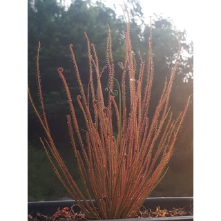 เมล็ดหยาดน้ำค้าง Drosera filiformis  25 เมล็ด  พร้อมคู่มือการเพาะเมล็ด