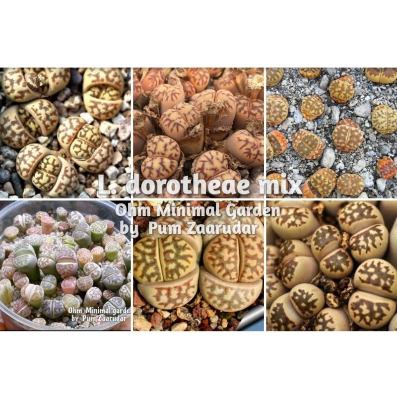 (1แถม1)เมล็ด​ Lithops​ dorotheae​ mix เมล็ดแท้นำเข้า​ 20เมล็ด​ by แม่ปุ้ม