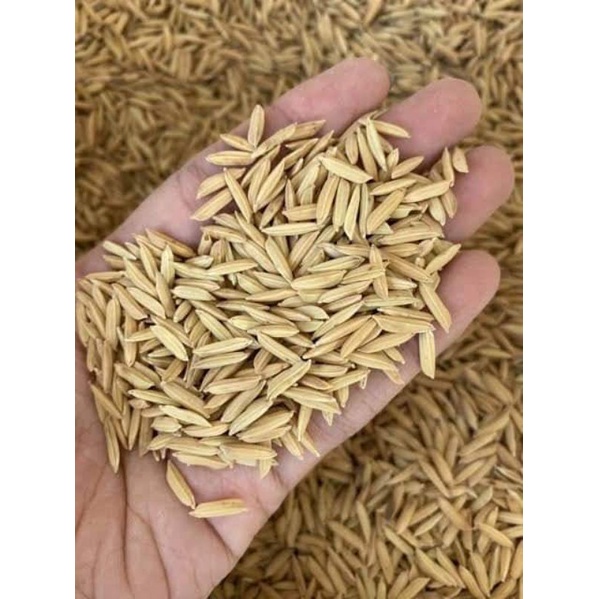 รวมกัน 101+ ภาพ เมล็ดข้าวเปลือก คมชัด