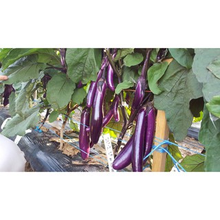 เมล็ด มะเขือม่วงโอเรียน เอ็กซ์เพรส - Orient Express Eggplant F1