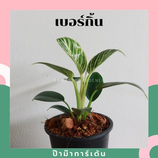 ราคาต้นฟิโลเดนดรอน เบอร์กิ้น (Philodendron Birkin) ต้นใหญ่ สวย